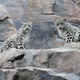 Illustration for article titled Snow Leopard cubs at Central Park Zoo